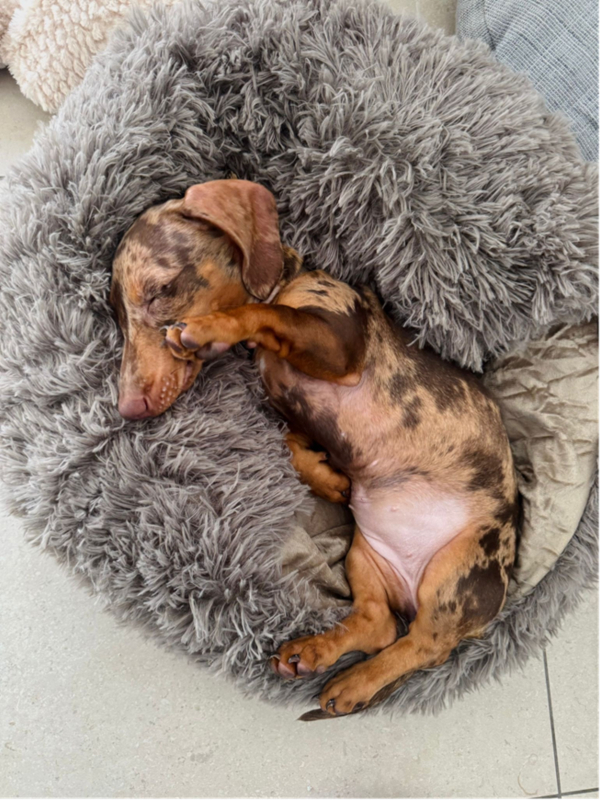 Een hond rust bij Dogi