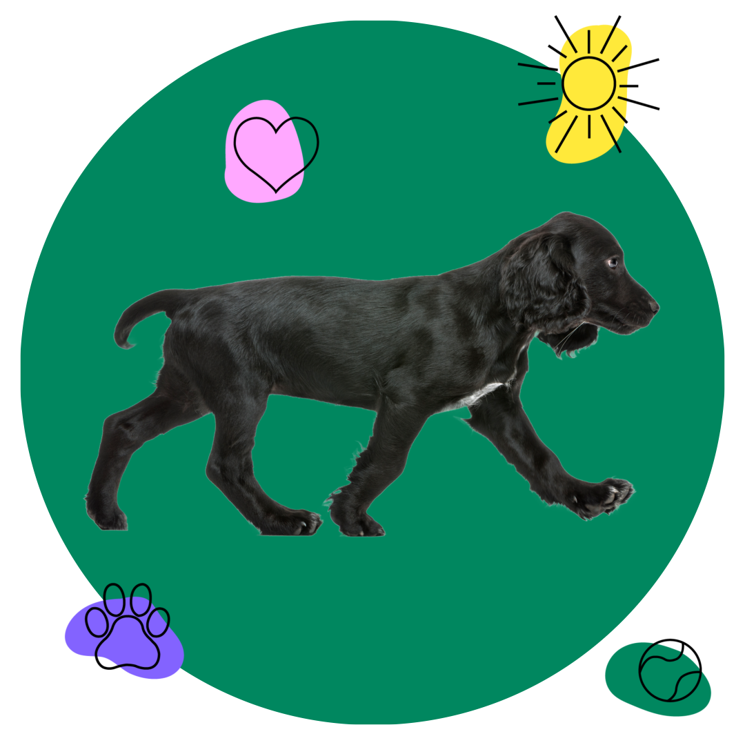 The-Dogi-Community-photo