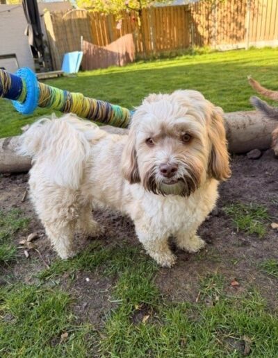 BILLY - HAVANEZER. DOGIPLAY