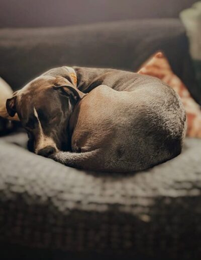 RINGO - A MIX STAR. DOGISLEEP