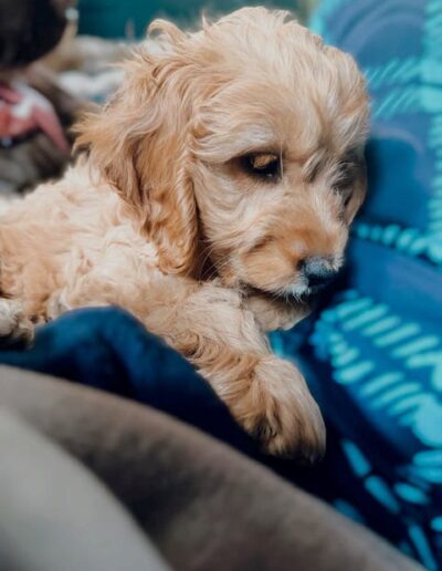 LOUA - COCAPOO. DOGISLEEP