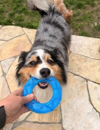 QYRA-AUSTRALIAN SHEPERD.DOGIPLAY