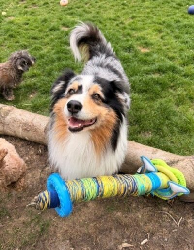 QYRA-AUSTRALIAN SHEPERD.DOGIPLAY