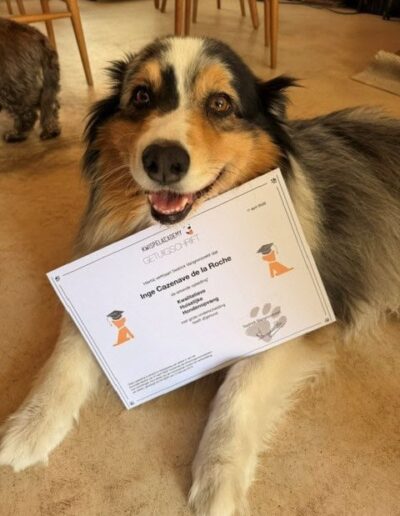 QYRA-AUSTRALIAN SHEPERD. DOGISTAY