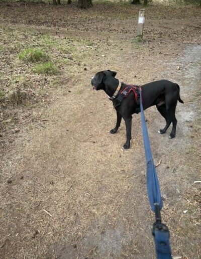 RINGO - A MIX STAR. DOGIGO