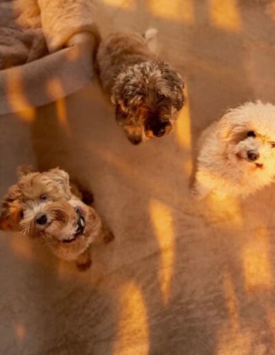 LILLY-MALTIPOO. DOGIPLAY MET FONZ EN PIPPA