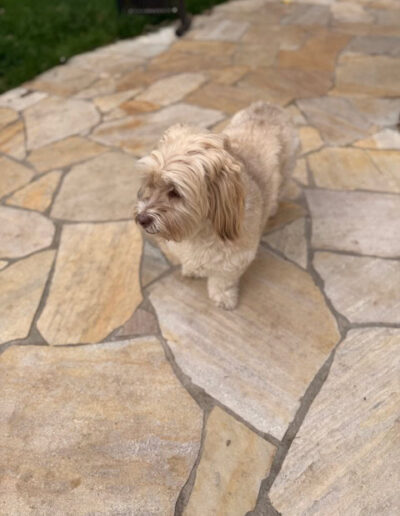 BILLY - HAVANEZER. DOGISTAY