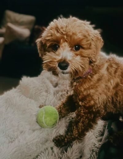 LILLY-MALTIPOO. DOGIPLAY